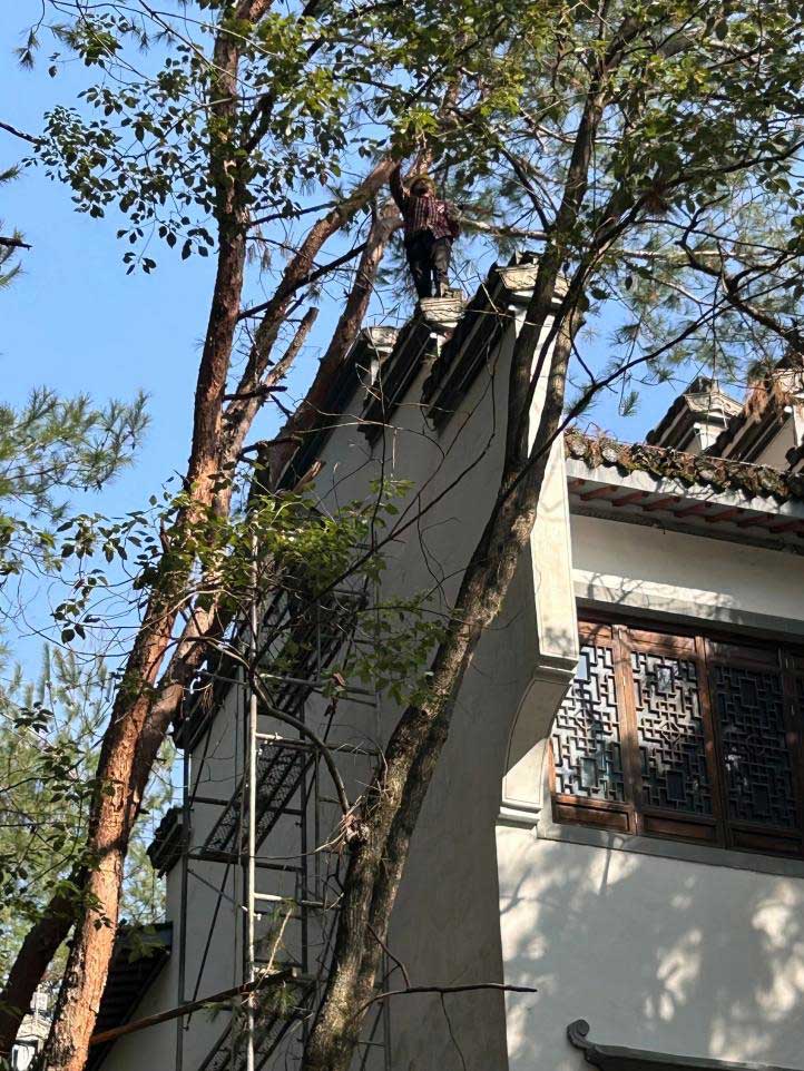 排除隱患，國(guó)資公司砍樹解民憂